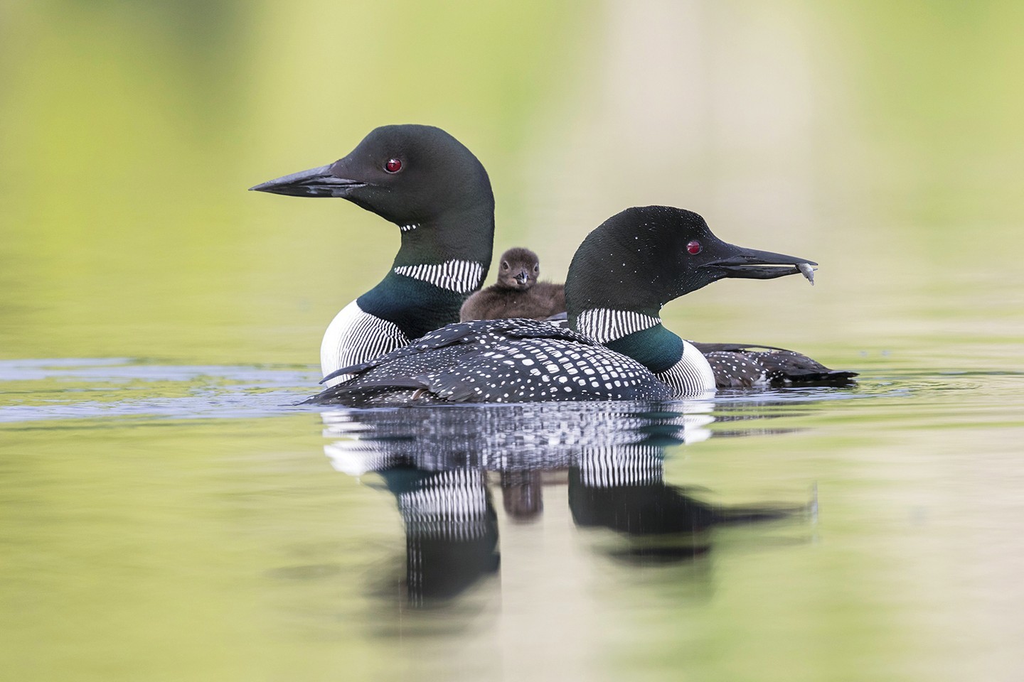 Today marks National Bird Day as we celebrate our state bird, the loon. We can care for birds and our wildlife by providing food, water and shelter as well as incorporating historically occurring plants in our landscapes. To learn more about caring for Minnesota and how to go Upstream, please visit our link in bio. PC: @minnesotamonthly..#goupstream #mnupstream #caringforplace — from Instagram