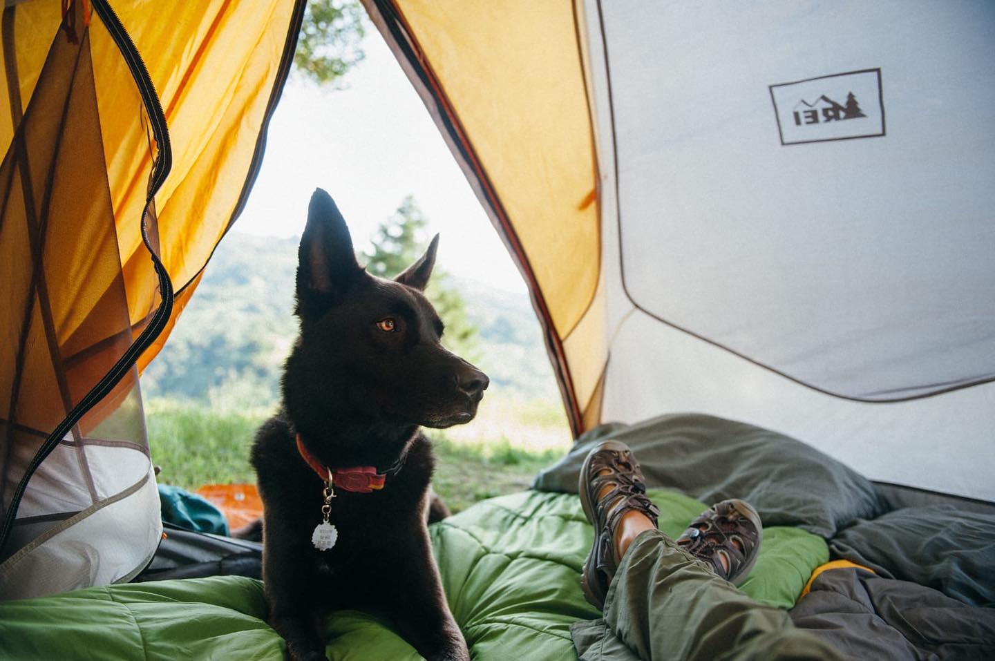 Love camping 🏕 and your dog🐕?Good news because Minnesota has several dog friendly campgrounds. One of them is the beautiful @swanlake.camp ! As always be sure to leave the campsite cleaner than you found it and pack plenty of fresh water for your pup!#minnesota #mnupstream #upstreamminnesota #dogsofinstagram — from Instagram