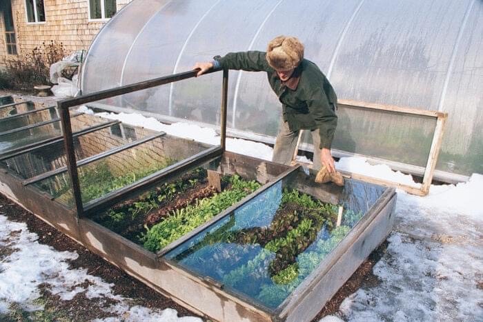 People often think that gardening stops in winter but that doesn’t have to be the case. As day lengths shorten, plant  growth slows and the soil cools, but many crops can tough it out. That means that you can pick and dig many vegetables 🥕 throughout the cold months. Just think, if you plan and plant a winter vegetable garden 🪴 now, you’ll ensure that you have homegrown food ready to eat all year long. Here’s a list of winter vegetables and the coldest  temperature they can withstand. As you can see, winter ️ veg is incredibly hardy! Leeks and parsnips: 0°F (-18°C)Turnips, swede and kale: 10°F (-12°C)Garlic: 12°F (0-11°C)Broad beans: 14°F (-10°C)Chard, perpetual spinach, and radish: 20°F (-6°C)Cabbage and brussels sprouts: 20°F (-6°C)Carrots: 20°F (-6°C)Onions and shallots: 20°F (-6°C)Asparagus: 24°F (-4°C)Broccoli and winter cauliflower: 25°F (-3°C)Peas and Christmas potatoes: 28 °F (-2°C)Beetroot, kohlrabi and celeriac: 30°F (-1°C)Winter squash: 31°F (-0.5°C) — from Instagram