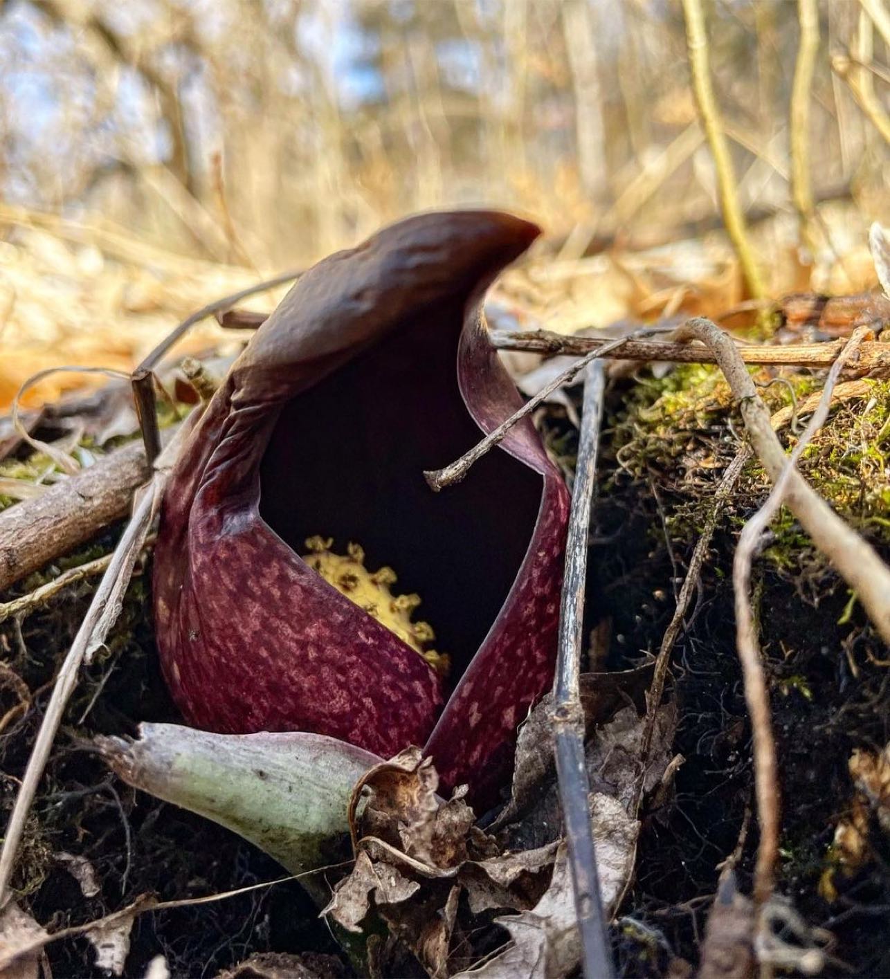 We love learning from all of you. Check out this post by @mnprairiegal•The flower of the skunk cabbage (Symplocarpus foetidus) is quite different than most others found native to Minnesota. .The part that come out of the ground is the spathe. As the spathe grows, it reveals the spadix, a small knob covered with tiny yellow flowers..Few other flowers in northeastern North America share this odd floral structure – a characteristic of plants in the largely tropical Arum family, which includes popular houseplants like Spathiphyllum (peace lily), Philodendron, and Monstera..Like some other related plants in the Arum family, skunk cabbage flowers are all female when the spathe first opens. These later become pollen-producing male flowers, with flowers at the top of the spadix transitioning first. Heat production peaks during the female phase, declining as the flowers age and begin to produce pollen..How cool is that!? Get out and enjoy spring. .....#mn #minnesota #arum #skunkcabbage #exploremn #hike #hiking #botany #plants #plantsofinstagram #nativeflora #springtime #optoutside #outdoors #spring #flower #flowerstagram #mnupstream #lovewhereyoulive #upstream #exploremn — from Instagram